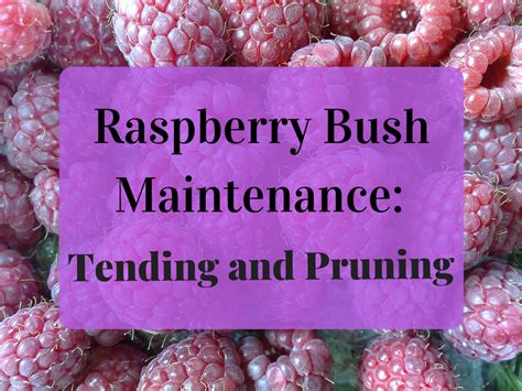 How and When to Plant and Prune Raspberry Bushes | Dengarden