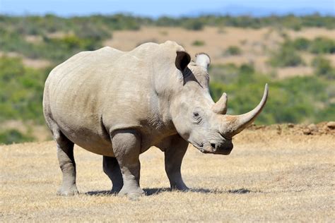 Premium Photo | African white rhino