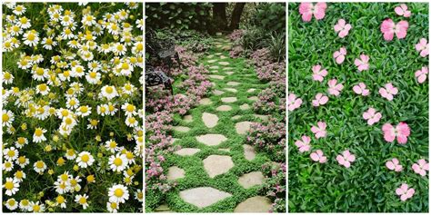 13 Best Ground Cover Flowers and Plants - Low Growing Perennial Flowers