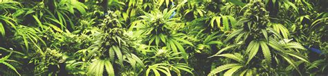 Cannabis - Leeds, Grenville and Lanark District Health Unit