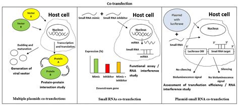 Transfection types, methods and strategies: a technical review [PeerJ]