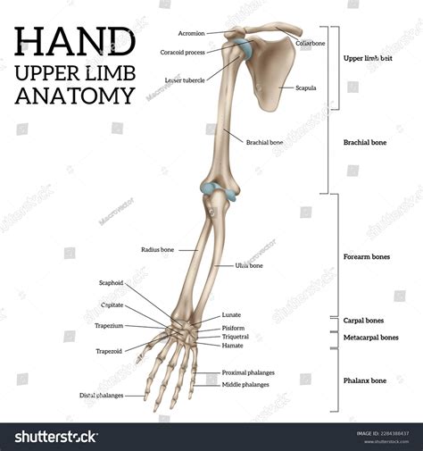 Human Upper Limb Anatomy Anterior View Stock Vector (Royalty Free ...