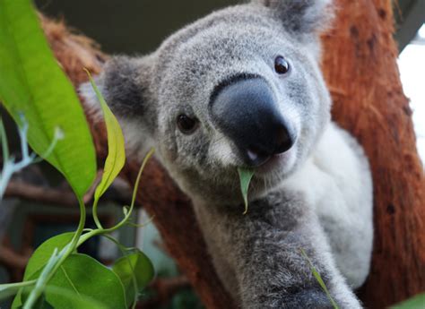 Cute koalas take selfies! - Real Life Stories News - Reveal