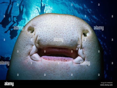 Underside of a Zebra Shark (Stegostoma fasciatum) showing mouth, teeth, barbels, ampullae of ...