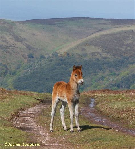 Exmoor Pony foal in Spring | Flickr - Photo Sharing! by Jochen Langbein | Wildlife, Foals, Horse ...