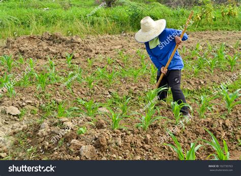 Corn Plant And Farmer Working In Farm Of Thailand Southeast Asia Stock Photo 102730763 ...