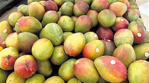 The Goodness of Mexican Mangos - Produce Business