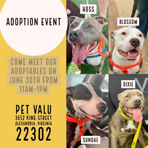 Adoption Event at Pet Valu - King Street — Vindicated Pit Bull Rescue