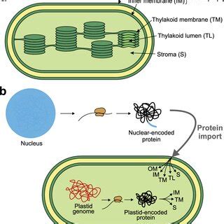 Schematic representation of a plastid structure and plastid protein... | Download Scientific Diagram