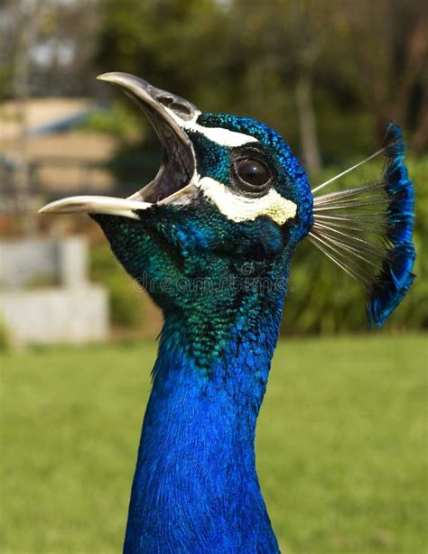 4+ Calling peacock Free Stock Photos - StockFreeImages