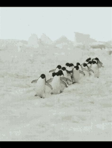 Penguin Waddle Walking GIF | GIFDB.com
