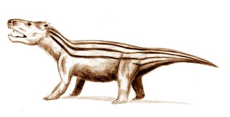 Cynodont | Paleontology Wiki | FANDOM powered by Wikia