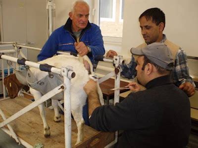 Nepalese Society in Goettingen, Germany: Boer Goats at Goettingen University