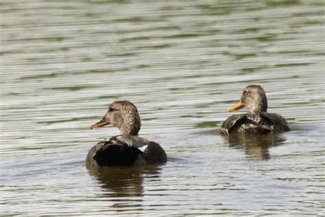 Gadwall – male and female 1 – BirdLife eThekwini KZN