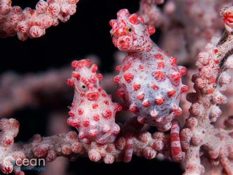 Pygmy Seahorse Facts & Images | Dr Richard Smith - Ocean Realm Images