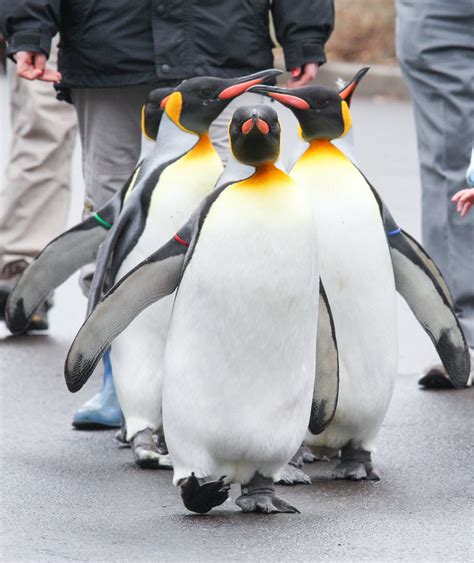 Penguin Parade | Mark Dumont | Flickr