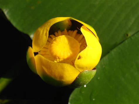 Nuphar lutea Spatterdock from Kind Earth Growers