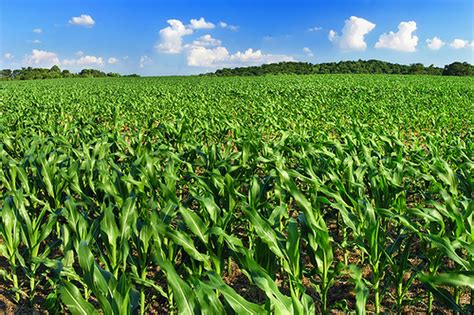 The Cornfields of Iowa and Nebraska - The Rivalry Trophy - Corn Nation