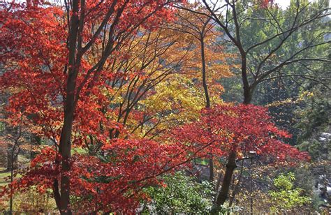 Fall Scenes; Morris Arboretum of the University of Pennsylvania; Philadelphia, Pennsylvania, USA