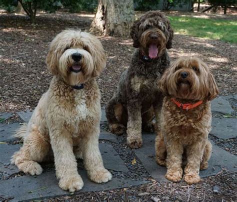 Labradoodle Images and Photos - Labradoodles & Dogs