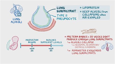 Lung surfactants and antenatal corticosteroids: Nursing pharmacology - Osmosis Video Library