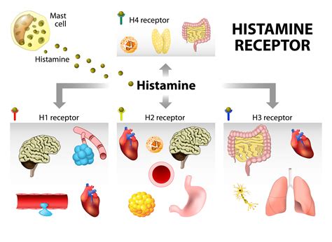 Baby's Rash: Reflux or Histamine?