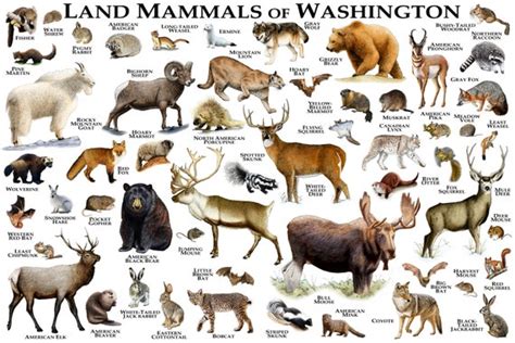 Mammals of Washington Poster Print / Washington Mammals Field | Etsy