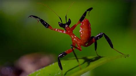 An Orchid Mantis Uses Kung Fu to Defend Itself Against an Aggressive ...