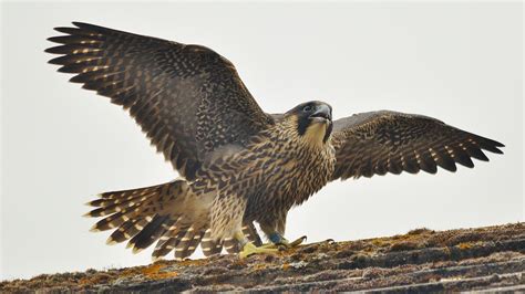 Download Animal Falcon HD Wallpaper