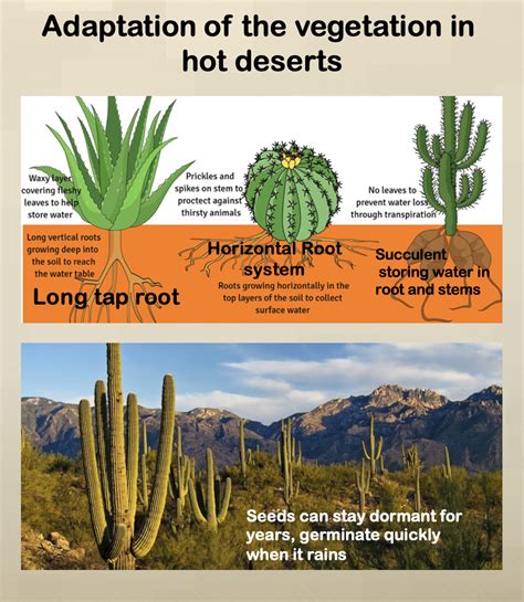 Tropical Deserts and Arid Environments – BuddingGeographers