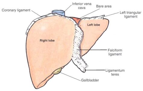 liver ligaments | Liver anatomy, Diagnostic medical sonography, Human ...