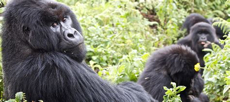 Habituated Mountain Gorilla Families in Uganda | Wildlife Safaris & Tours