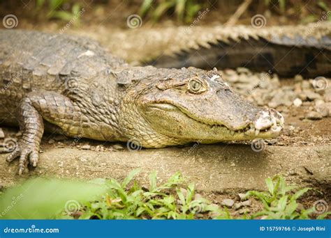 Caiman stock photo. Image of teeth, crocodilus, head - 15759766