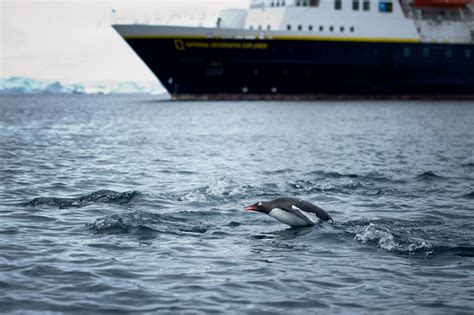 Penguins Swimming in Antarctica - Entouriste