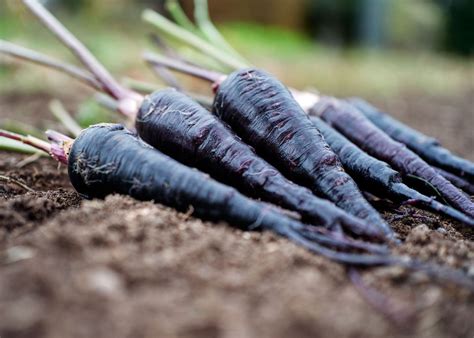 Black Nebula - Carrot Seeds – Bucktown Seed Company