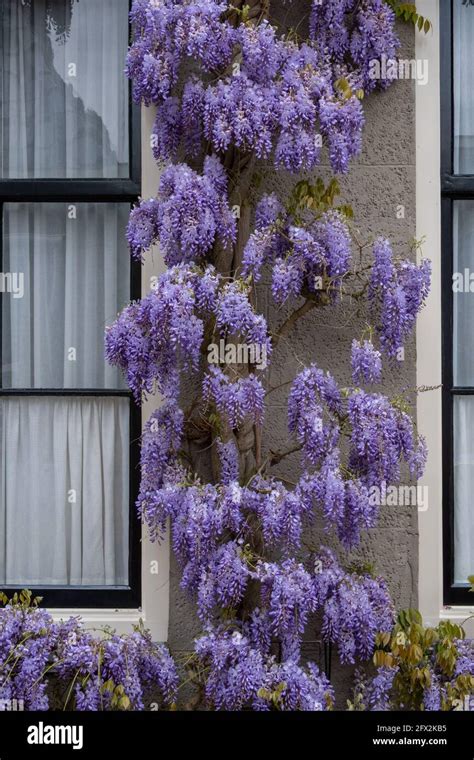 purple blue rain flowers on a house Stock Photo - Alamy