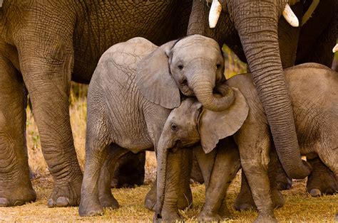 Baby Elephants, African Elephant herd, Camp Jabulani, Kapama Private Game Reserve, near Kruger ...