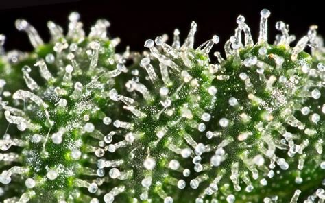 What are trichomes and why do they exist on cannabis? | Leafly