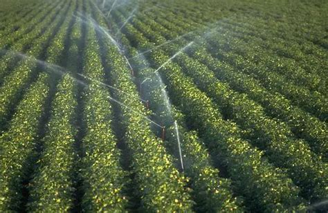 Advantages and Disadvantages of Irrigation