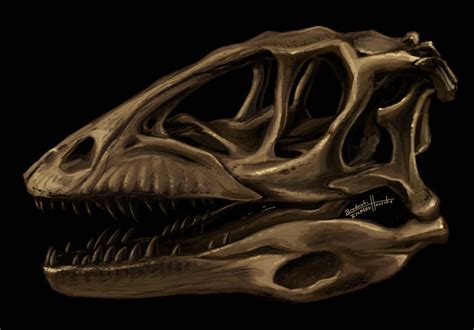 Deinonychus Skull by BrodorokiHousuke on DeviantArt