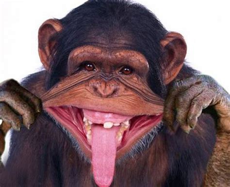 Create meme "happy monkey, monkey , chimp smiles" - Pictures - Meme ...