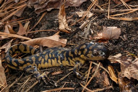 A Guide to Caring for Tiger Salamanders as Pets