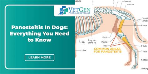 Panosteitis In Dogs - Everything You Need to Know