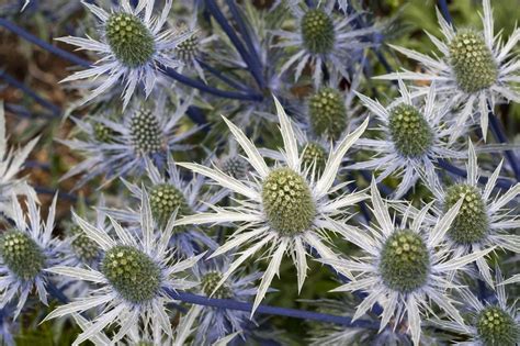 How to Grow and Care for Sea Holly (Eryngium)