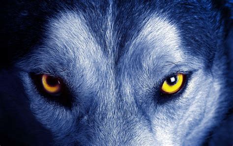 Blue Wolf Eyes Wallpapers - Top Free Blue Wolf Eyes Backgrounds - WallpaperAccess