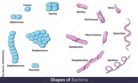 Bacillus Bacteria Shape