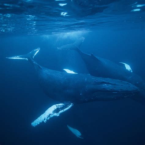 Humpback in the Blue Watercolor Art & Collectibles Painting etna.com.pe