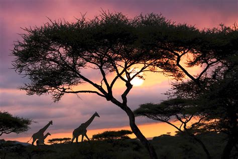 Livingwalls Photo Wallpaper Giraffe At Sunset - Giraffe Next To The Sun ...