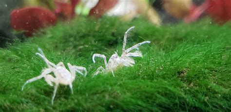 Thai Micro Crab. Smallest known fully aquatic freshwater crab. : r/Aquariums