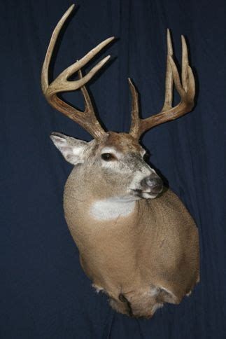 Whitetail Deer Shoulder Mounts | Whitetail deer, Deer shoulder mount, Deer mounts